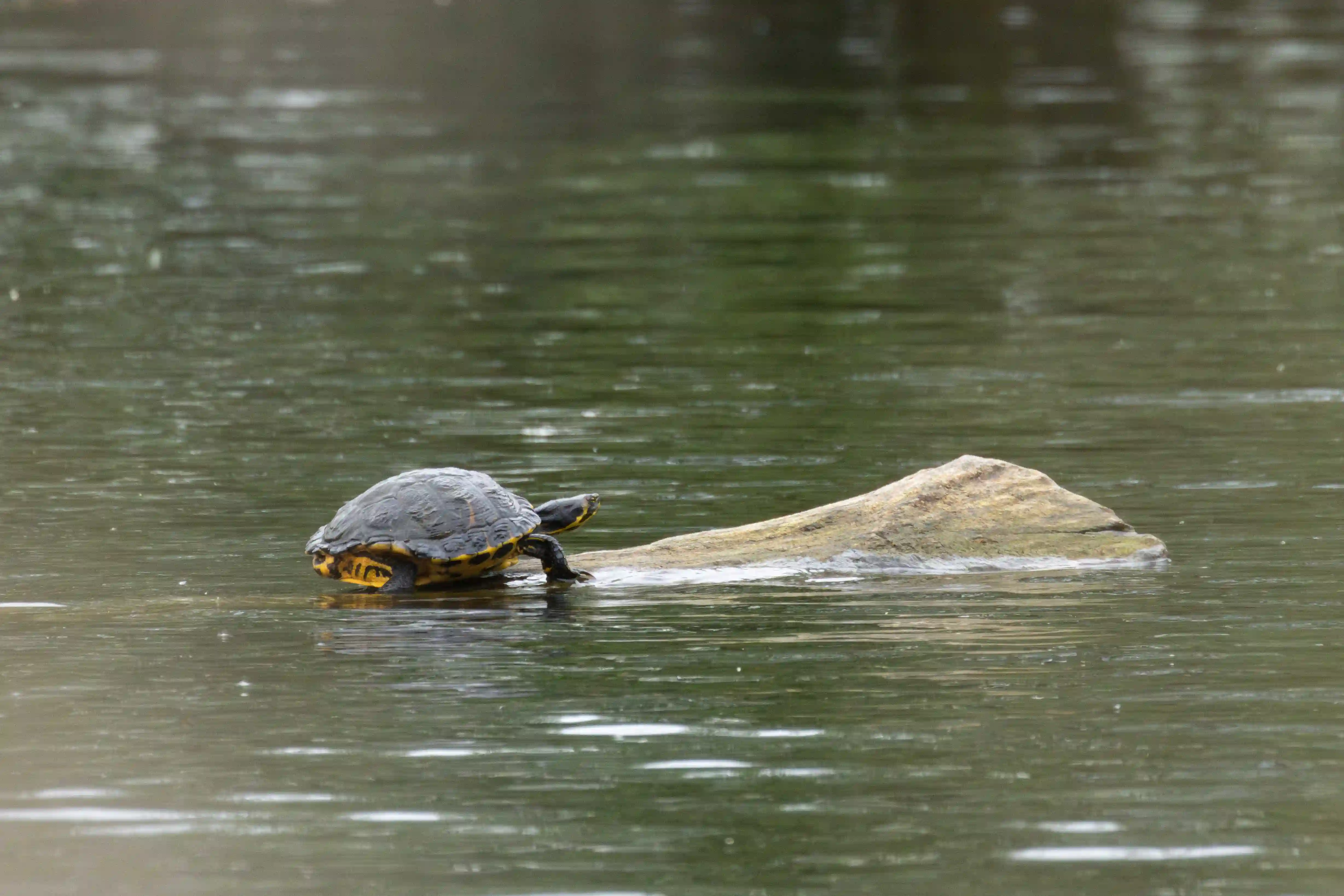 Europäische Sumpfschildkröte