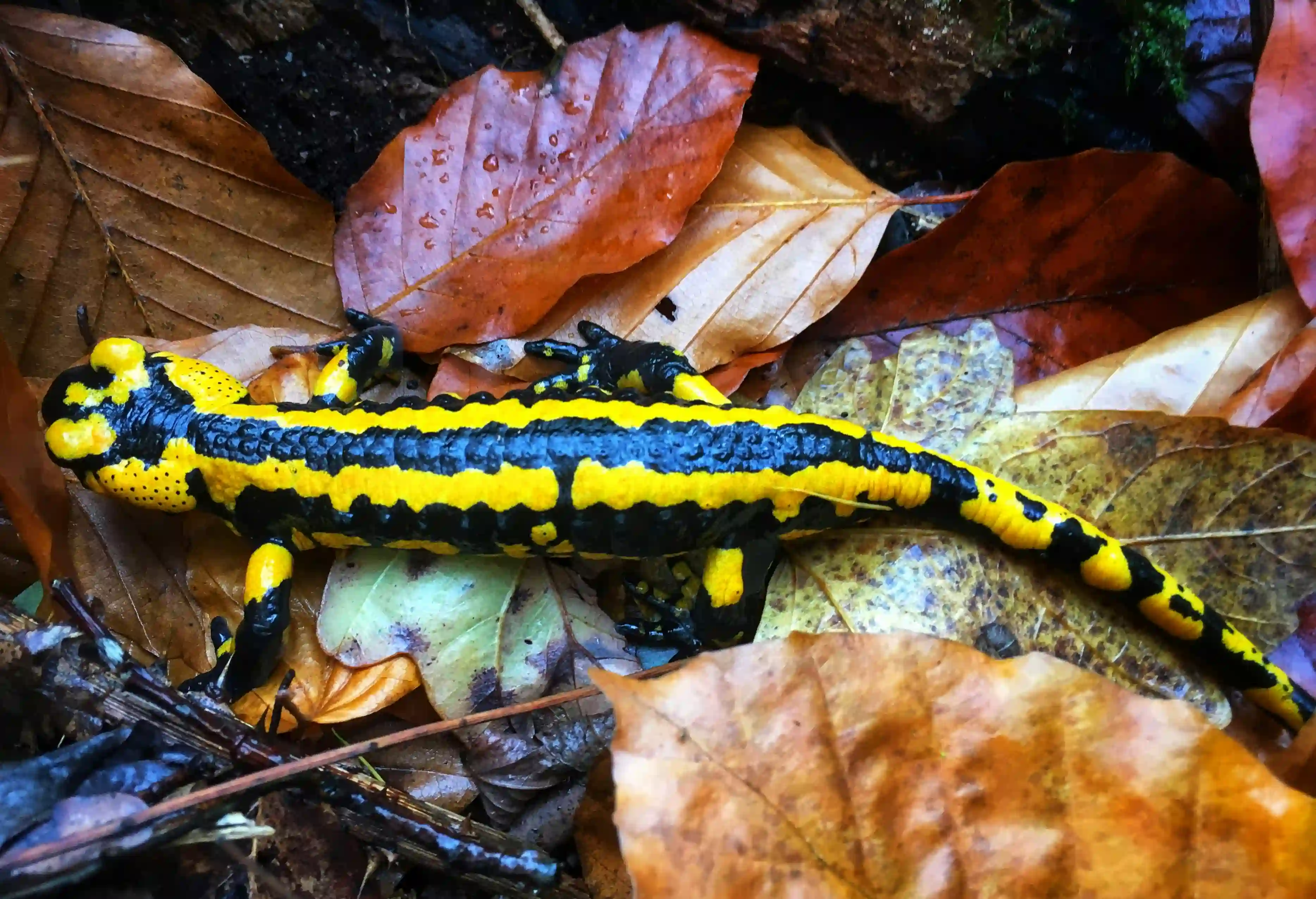 Feuersalamander