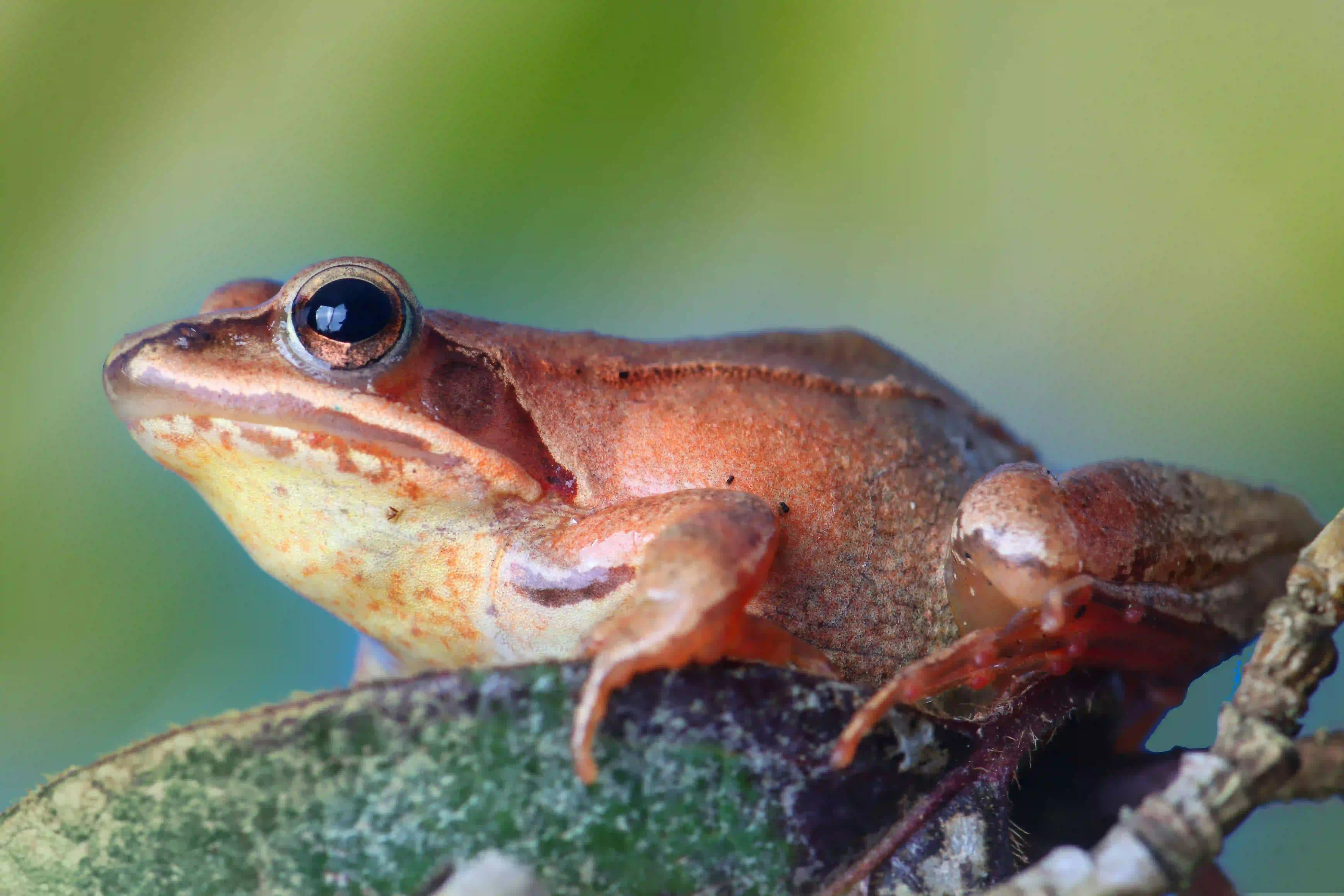 Springfrosch