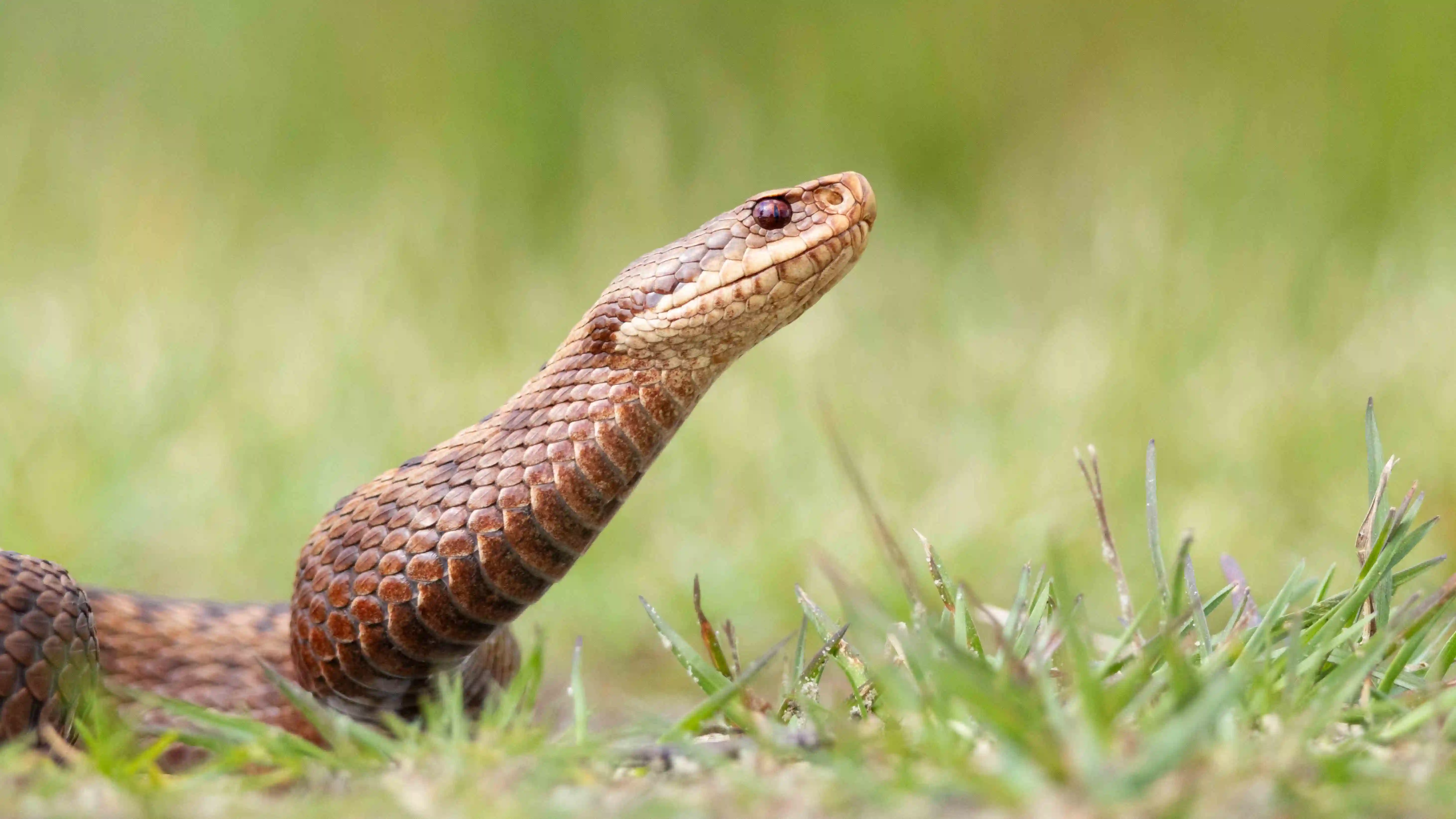 Kreuzotter