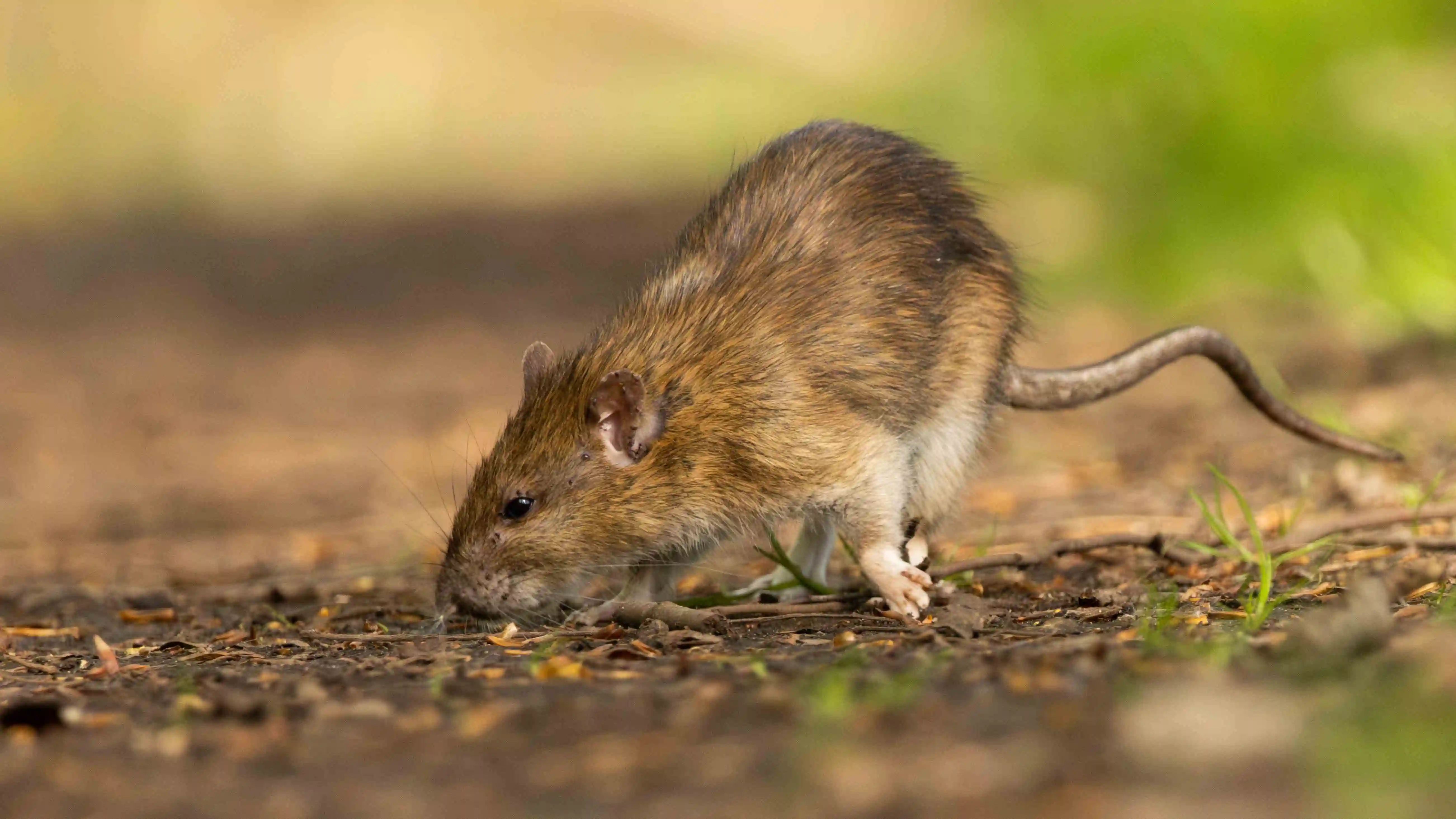 Wanderratte