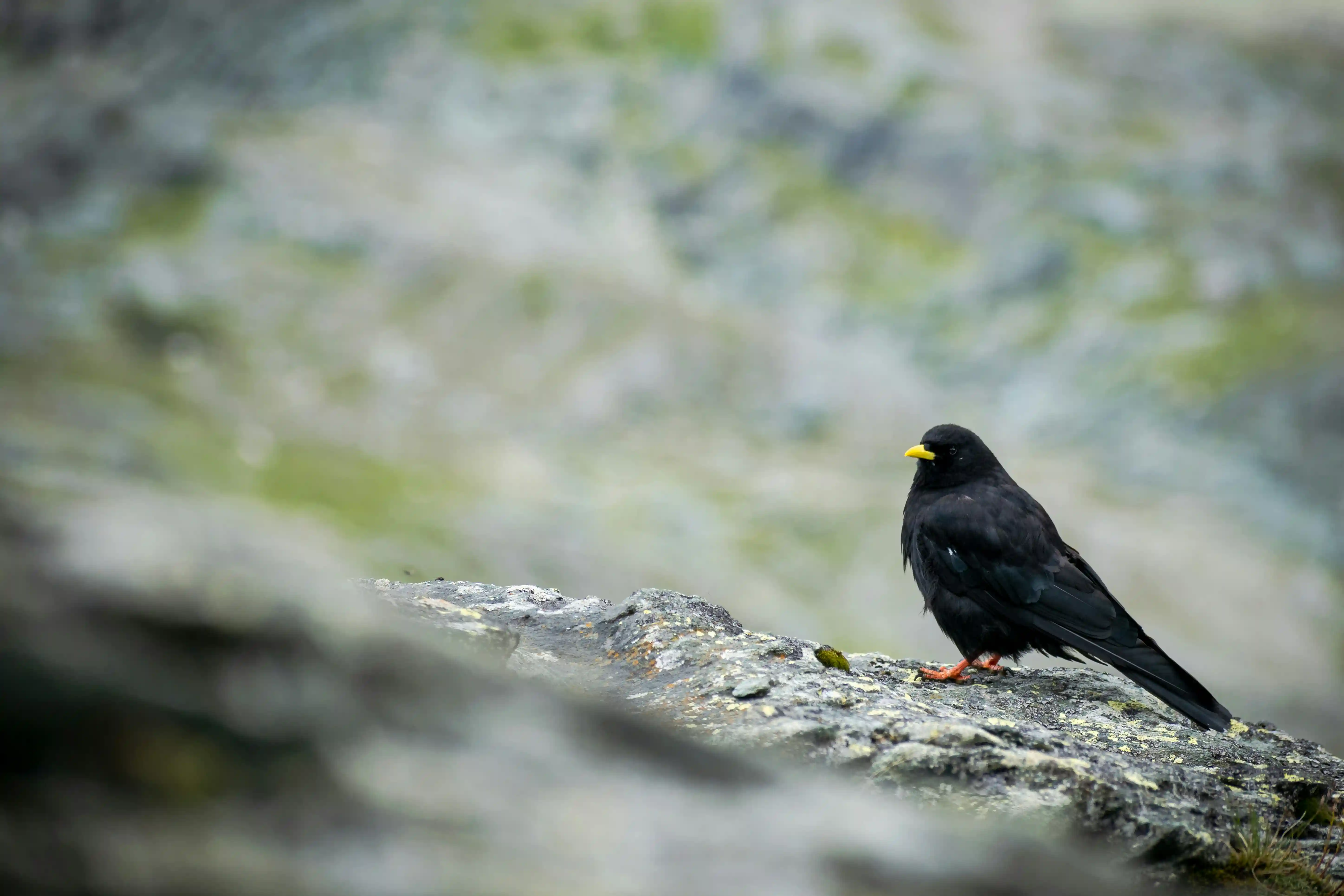 Alpendohle