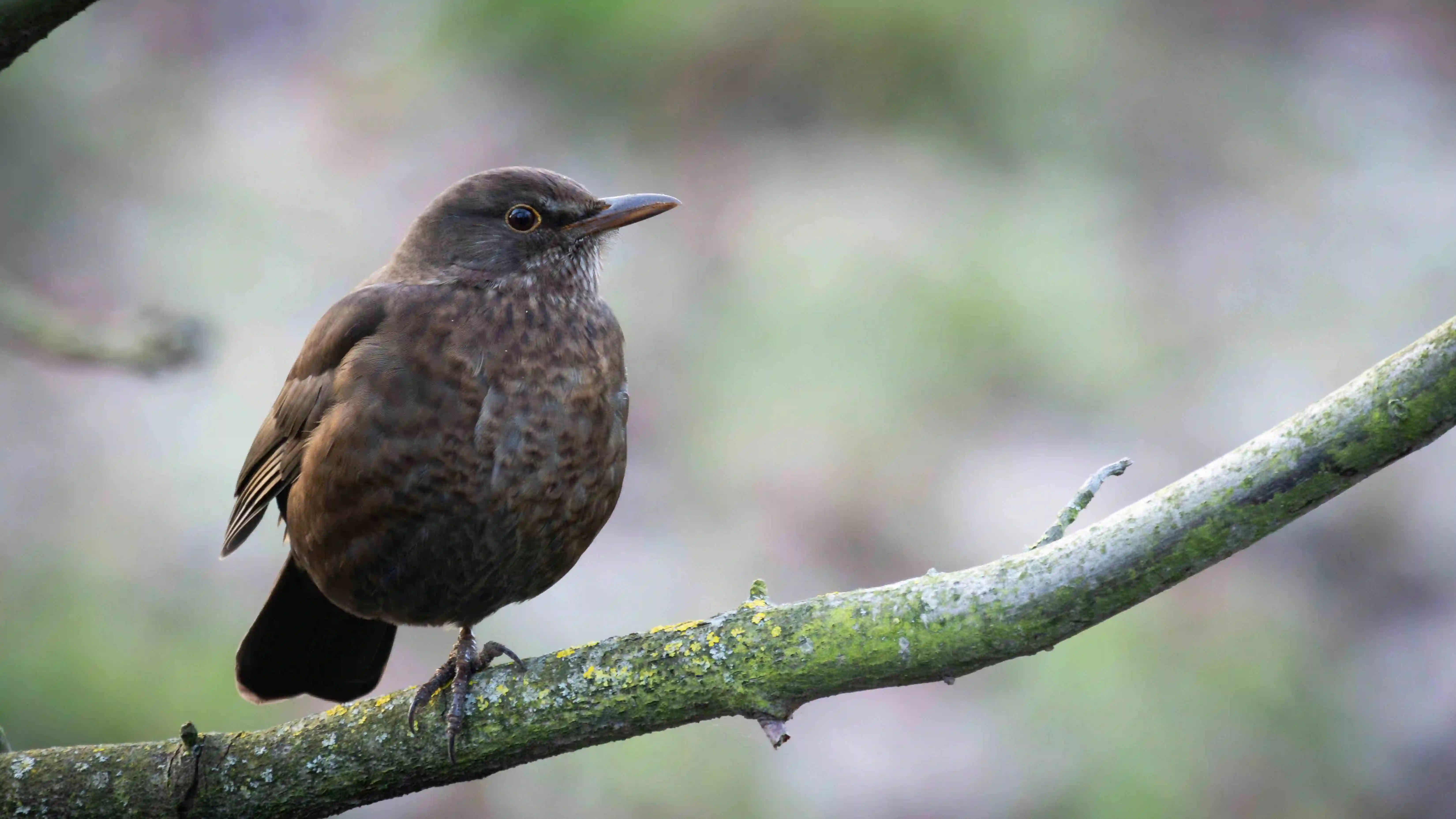 Amsel