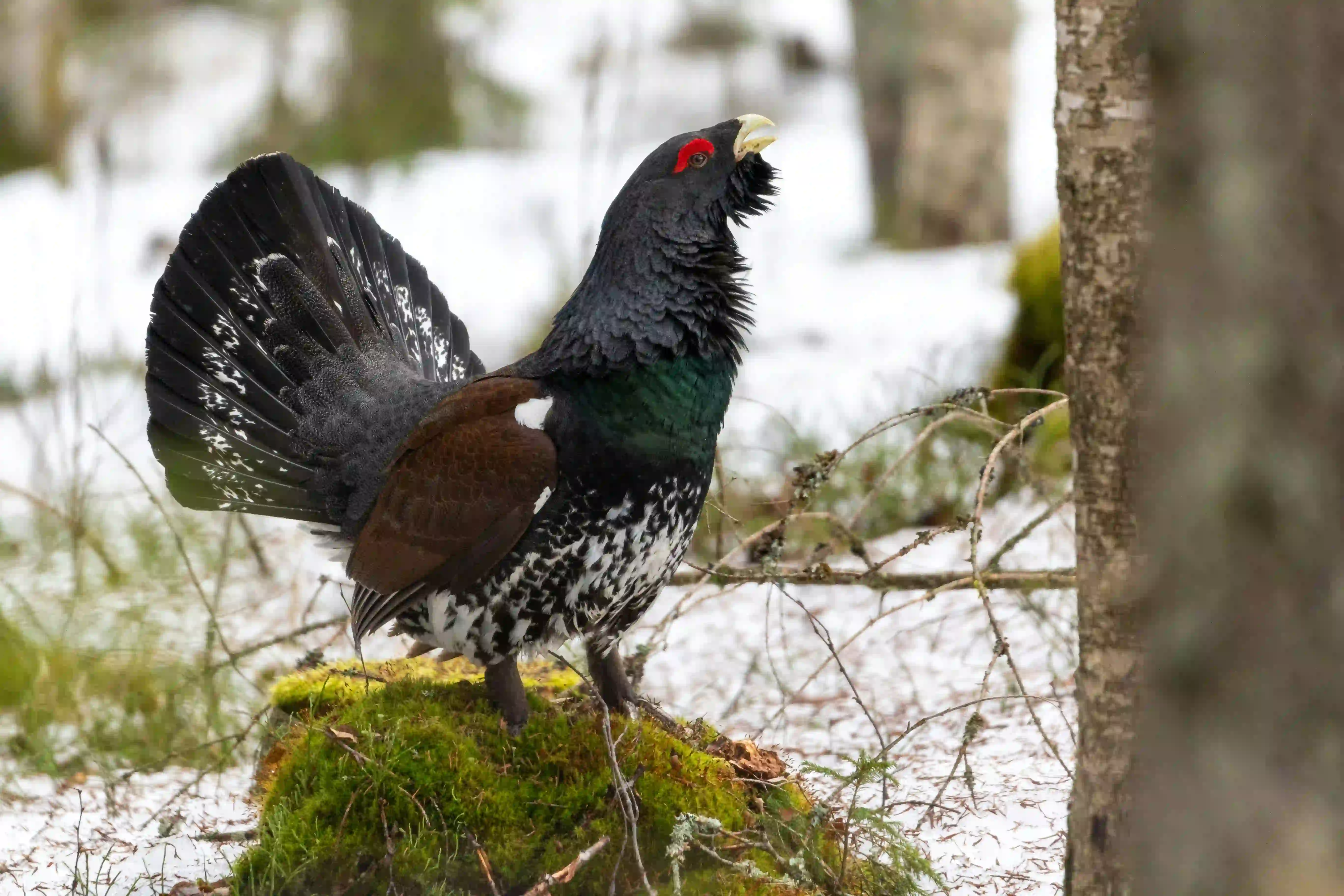 Auerhuhn