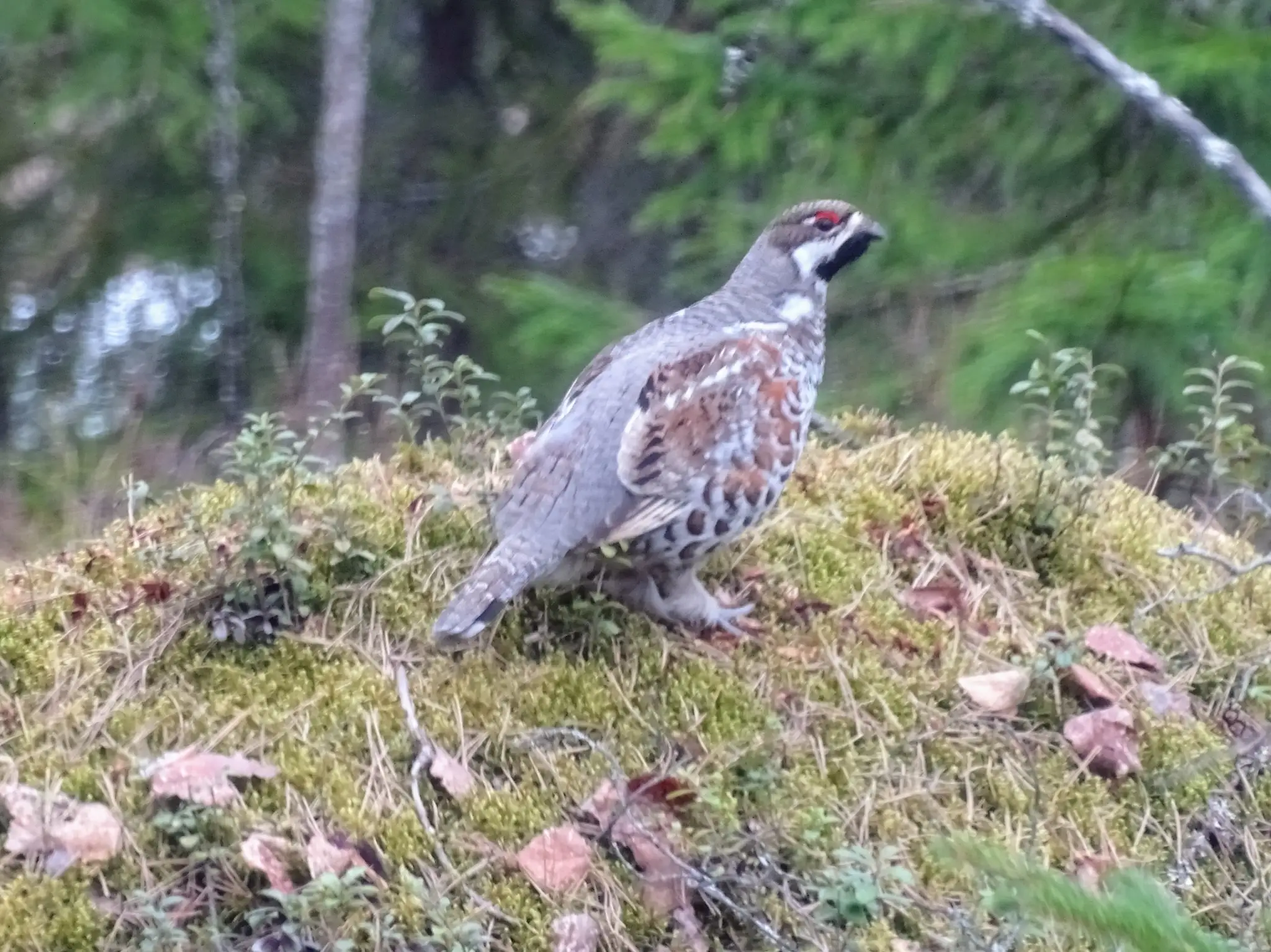 Haselhuhn