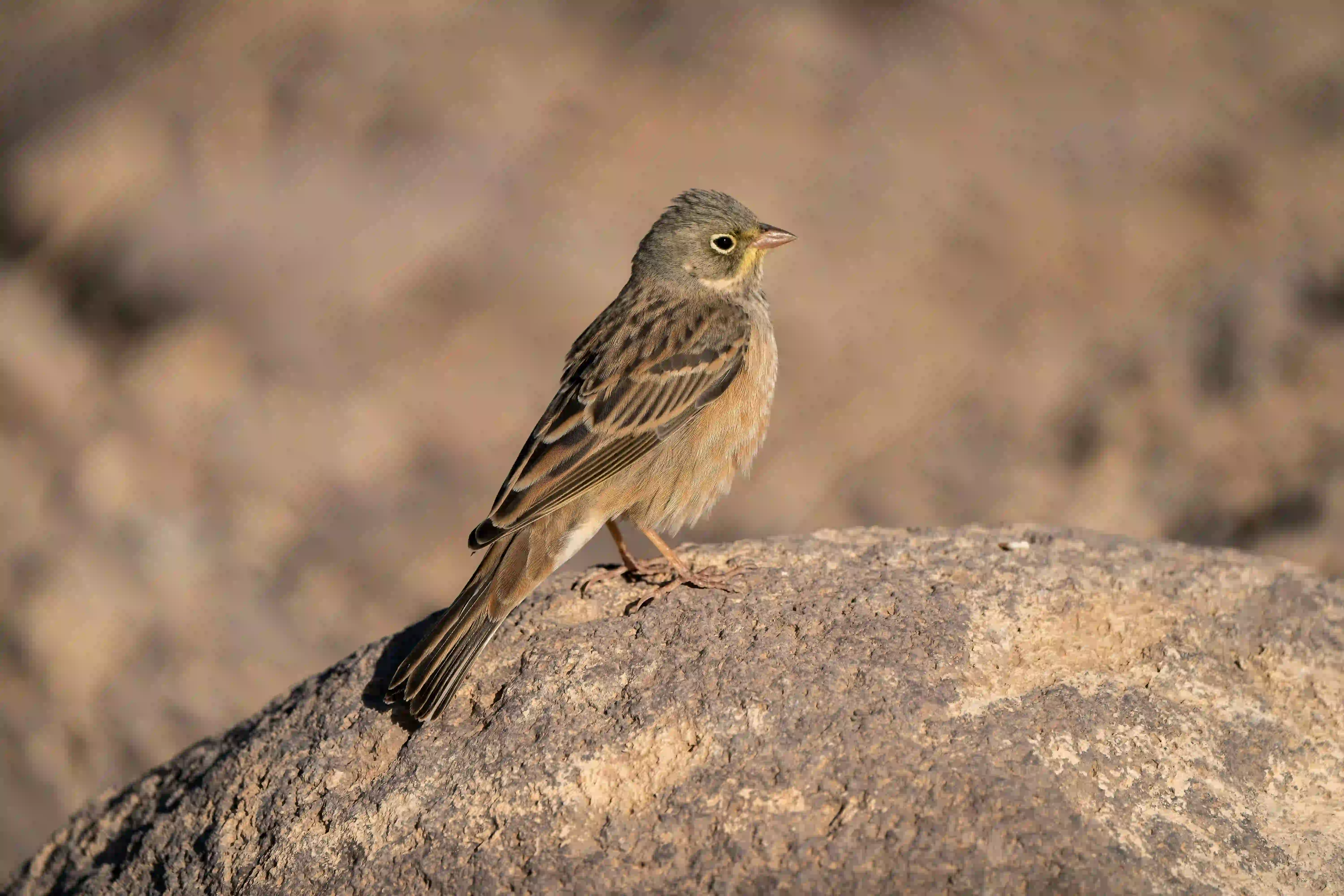 Ortolan
