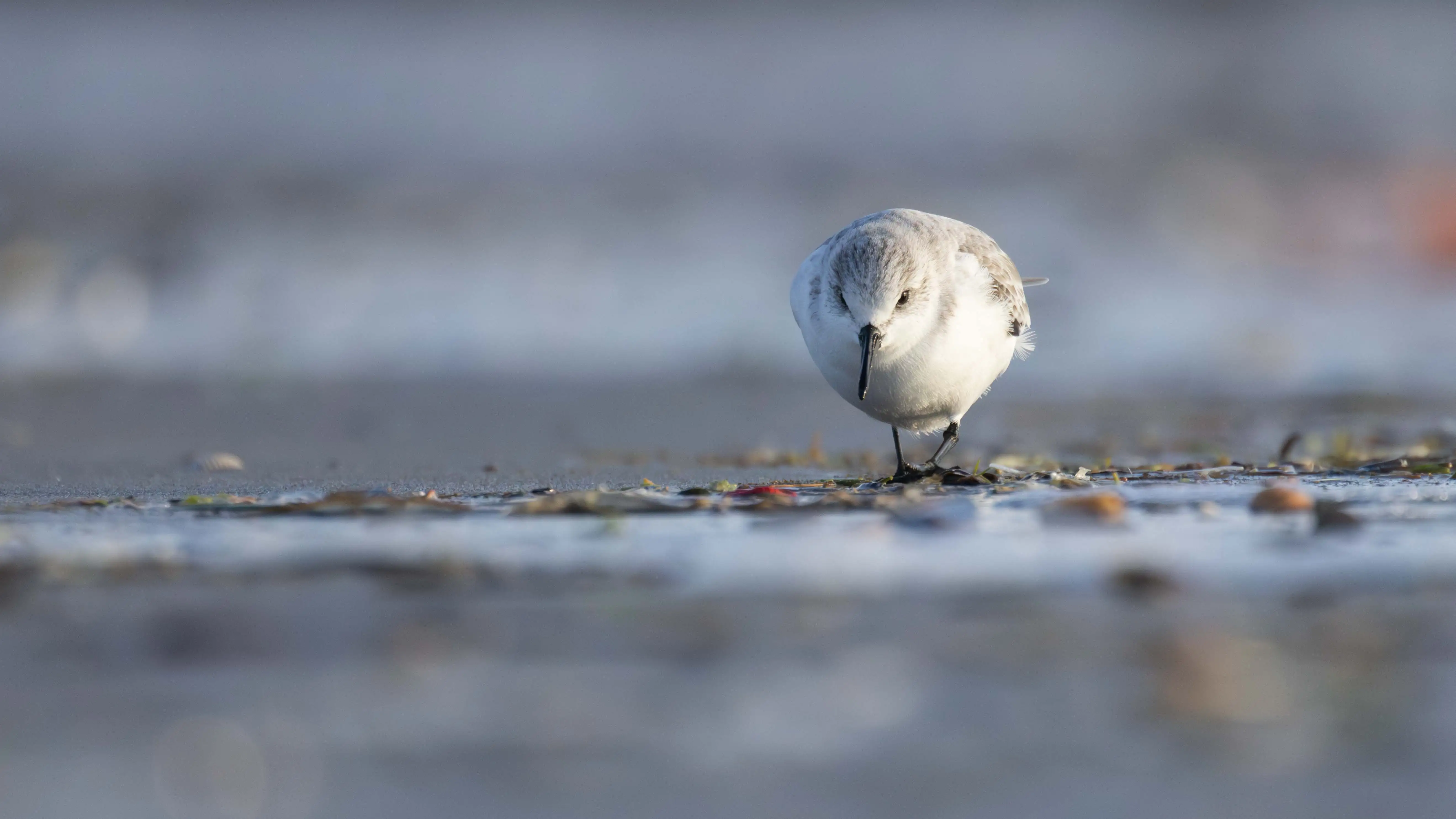 Sanderling