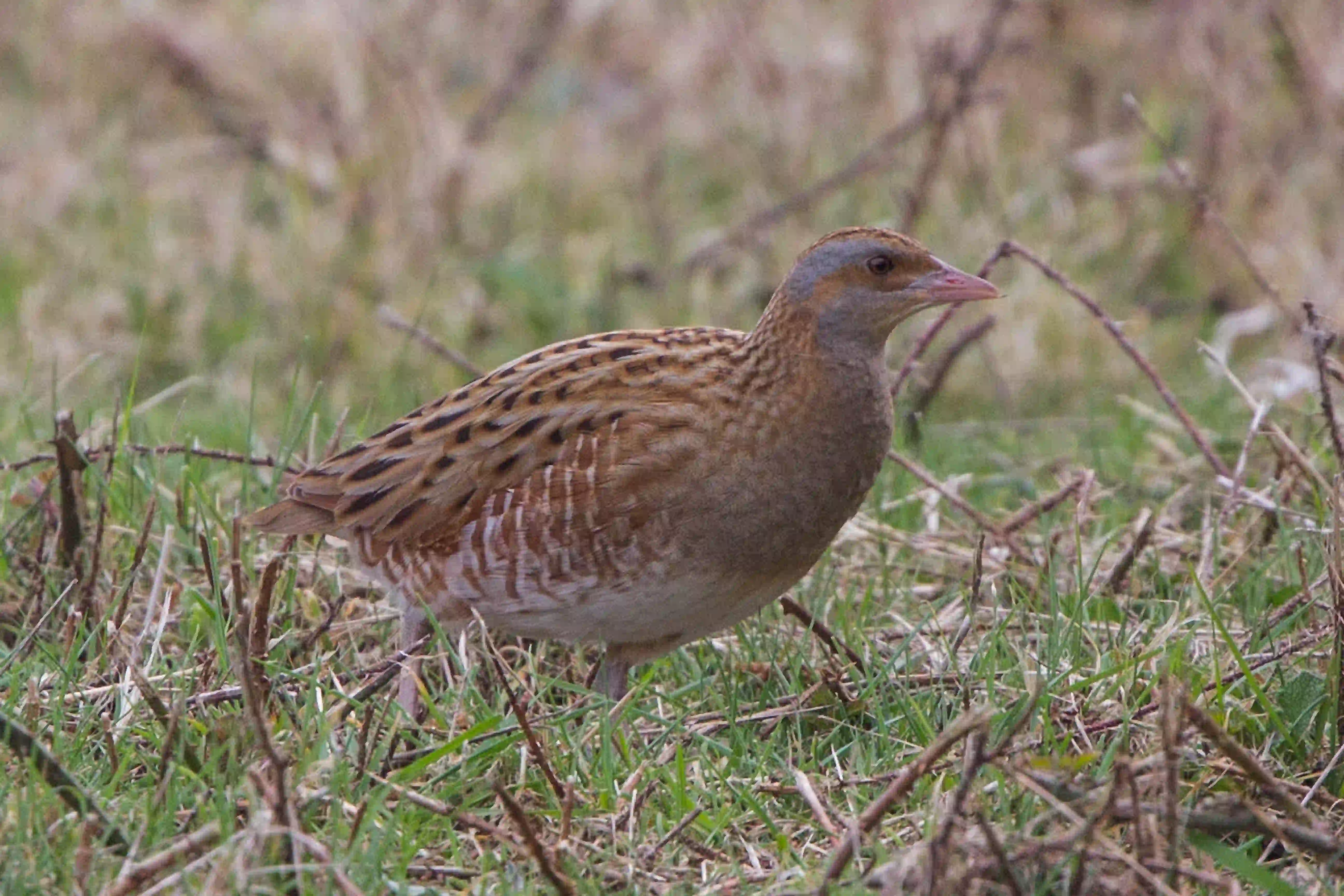 Wachtelkönig